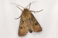 Agrotis exclamationis