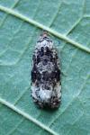 Apotomis turbidana