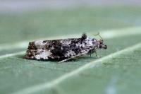 Apotomis turbidana