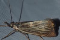Chrysoteuchia culmella