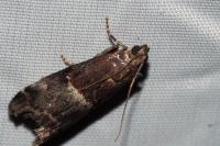Acrobasis marmorea