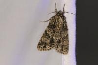 Acronicta rumicis