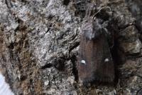 Helotropha leucostigma