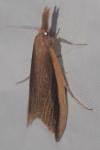 Donacaula mucronella