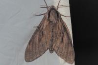 Hyloicus pinastri
