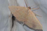 Scopula corrivalaria