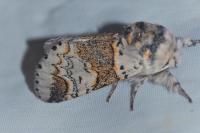 Furcula furcula