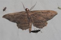Philereme transversata