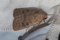 Hoplodrina octogenaria