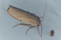 Pelosia muscerda
