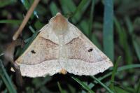 Crocallis elinguaria