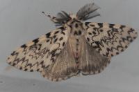 Lymantria monacha