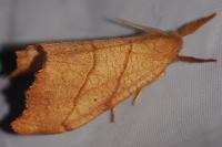 Falcaria lacertinaria