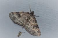 Pterapherapteryx sexalata