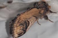 Notodonta ziczac