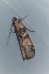 Euzophera pinguis