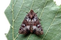 Mesapamea secalella/secalis