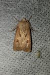 Agrotis exclamationis