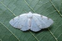 Lomographa bimaculata