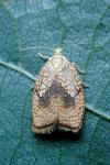 Acleris forsskaleana