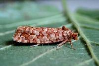 Lozotaeniodes formosana
