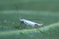 Lyonetia clerkella