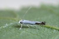 Lyonetia clerkella