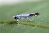 Lyonetia clerkella