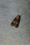 Euzophera pinguis