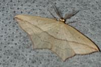 Timandra comae