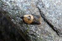 Acleris variegana