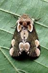 Thyatira batis