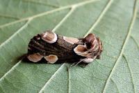 Thyatira batis
