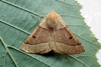 Crocallis elinguaria