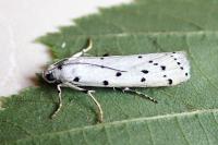 Myelois circumvoluta