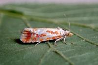 Rhyacionia buoliana