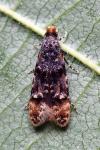 Stenoptinea cyaneimarmorella