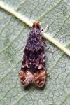 Stenoptinea cyaneimarmorella