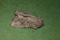 Anarta trifolii