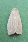 Mythimna pallens