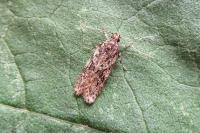 Gelechia muscosella