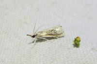 Catoptria falsella