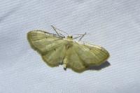 Idaea politaria
