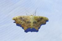 Idaea emarginata