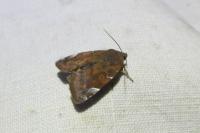 Cosmia affinis