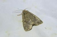 Fissipunctia ypsillon