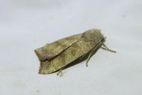 Ipimorpha subtusa