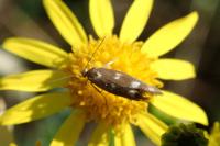 Scythris scopolella