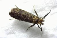 Ochsenheimeria taurella
