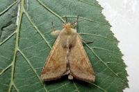 Helicoverpa armigera